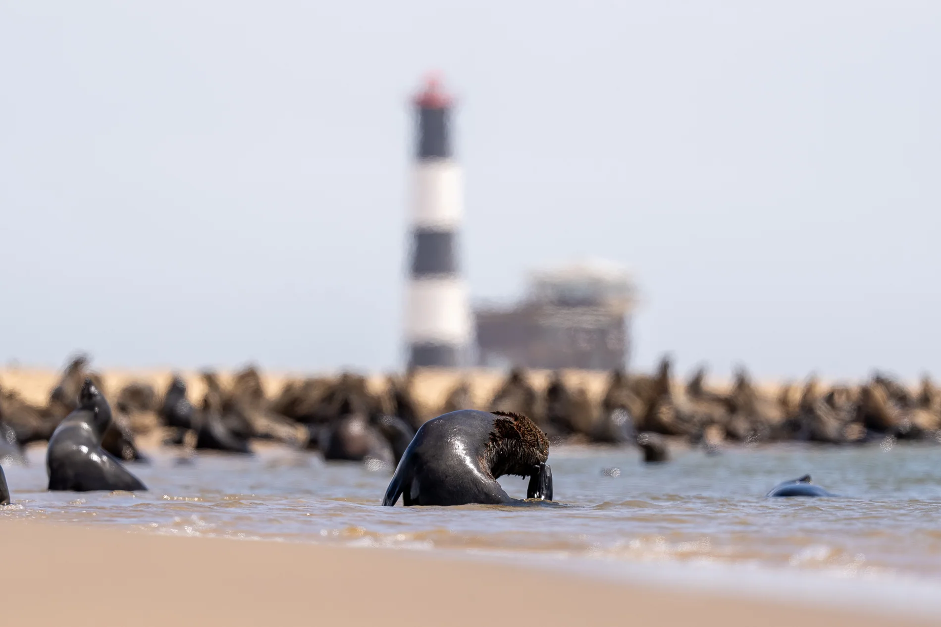 Atlantikküste: Robbe · Leuchtturm · Morgenlicht