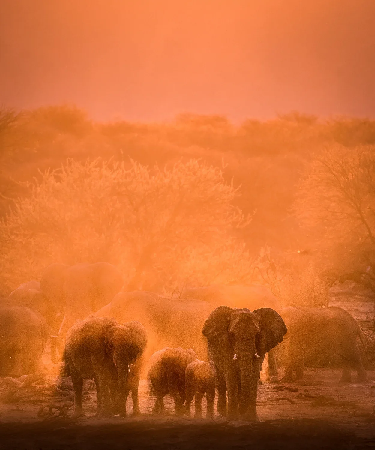 Etosha East: Elefanten · Staub · Abendlicht