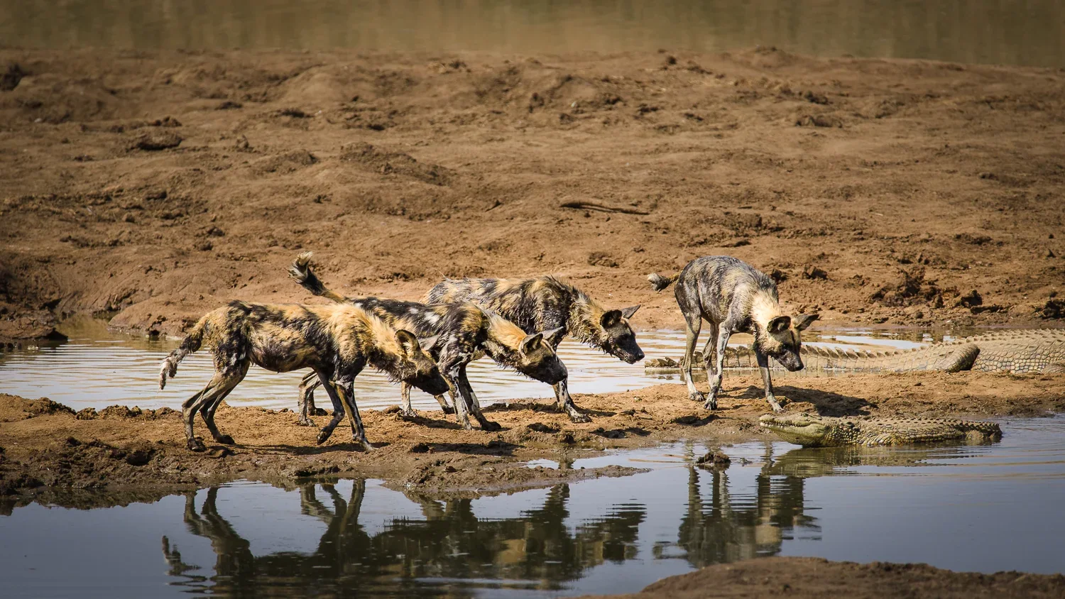 Etosha: Wildlife · Wasserloch · Game Drive