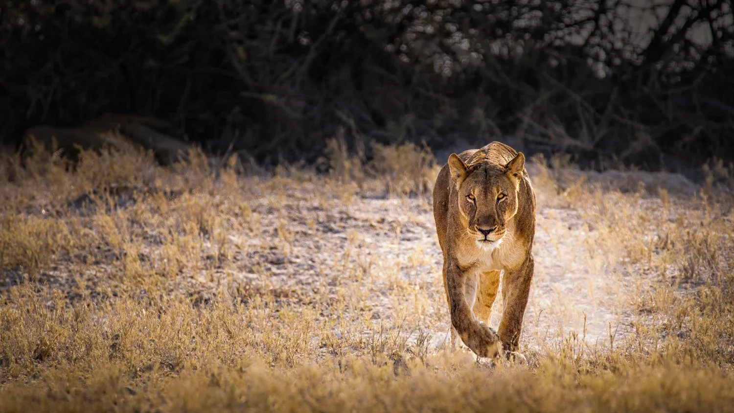 Wildlife: Löwin · Savanne · Begegnung