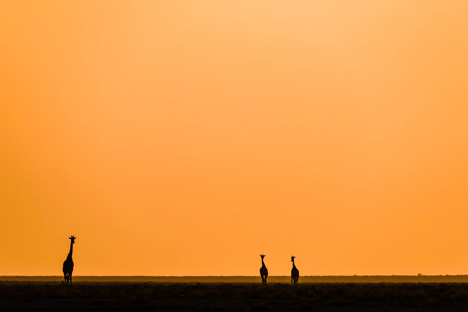 Kalahari: Weite · Golden Hour · erstes Wildlife