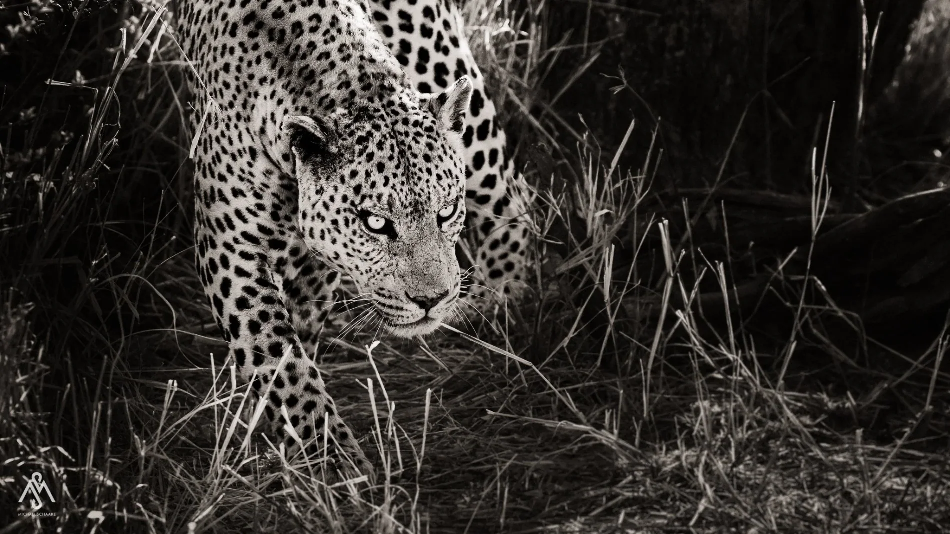 Wildlife: Leopard · Schwarzweiß · Fokus