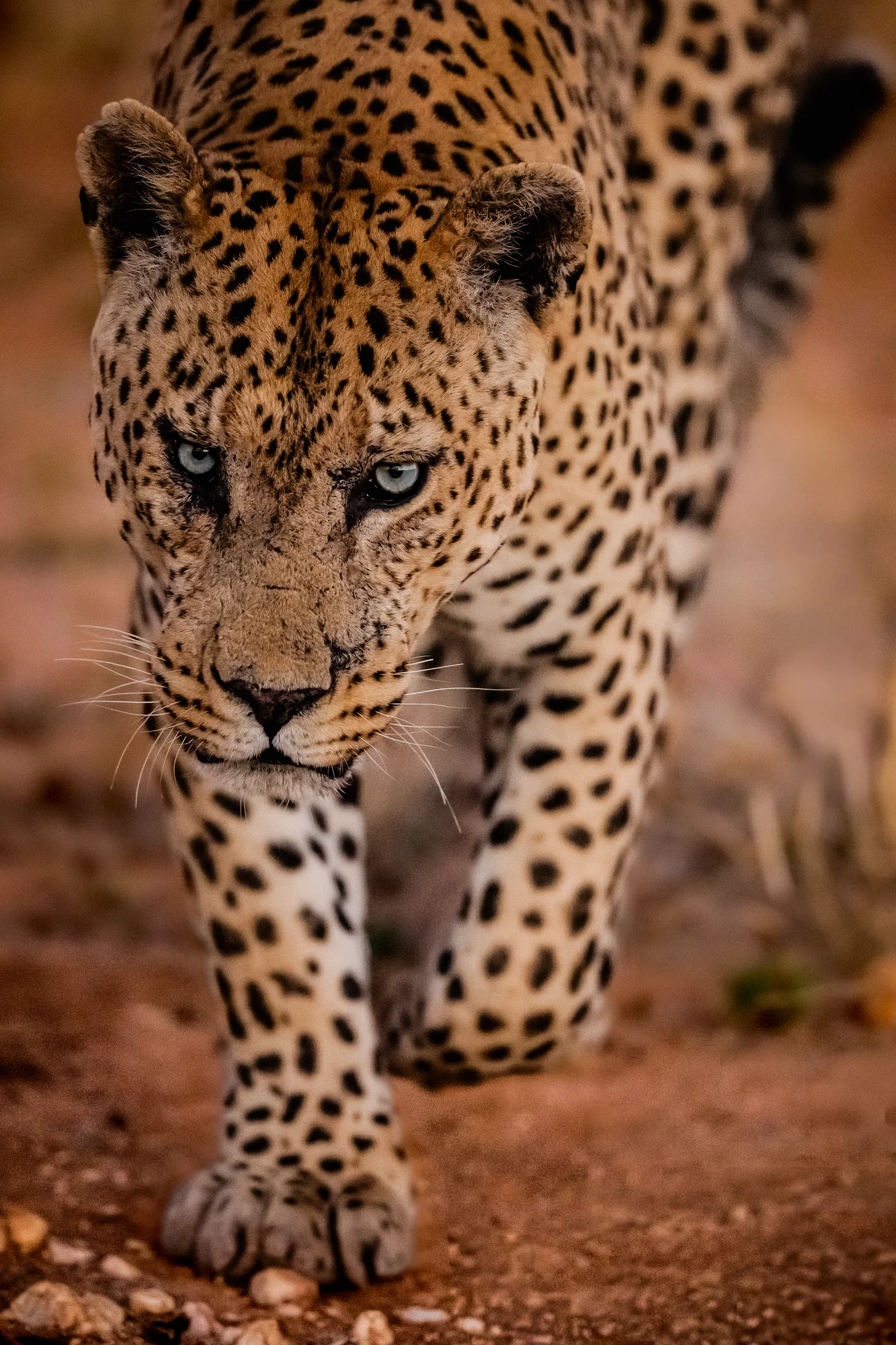 Okonjima: Leopard · Plains Camp · letzter Horizont