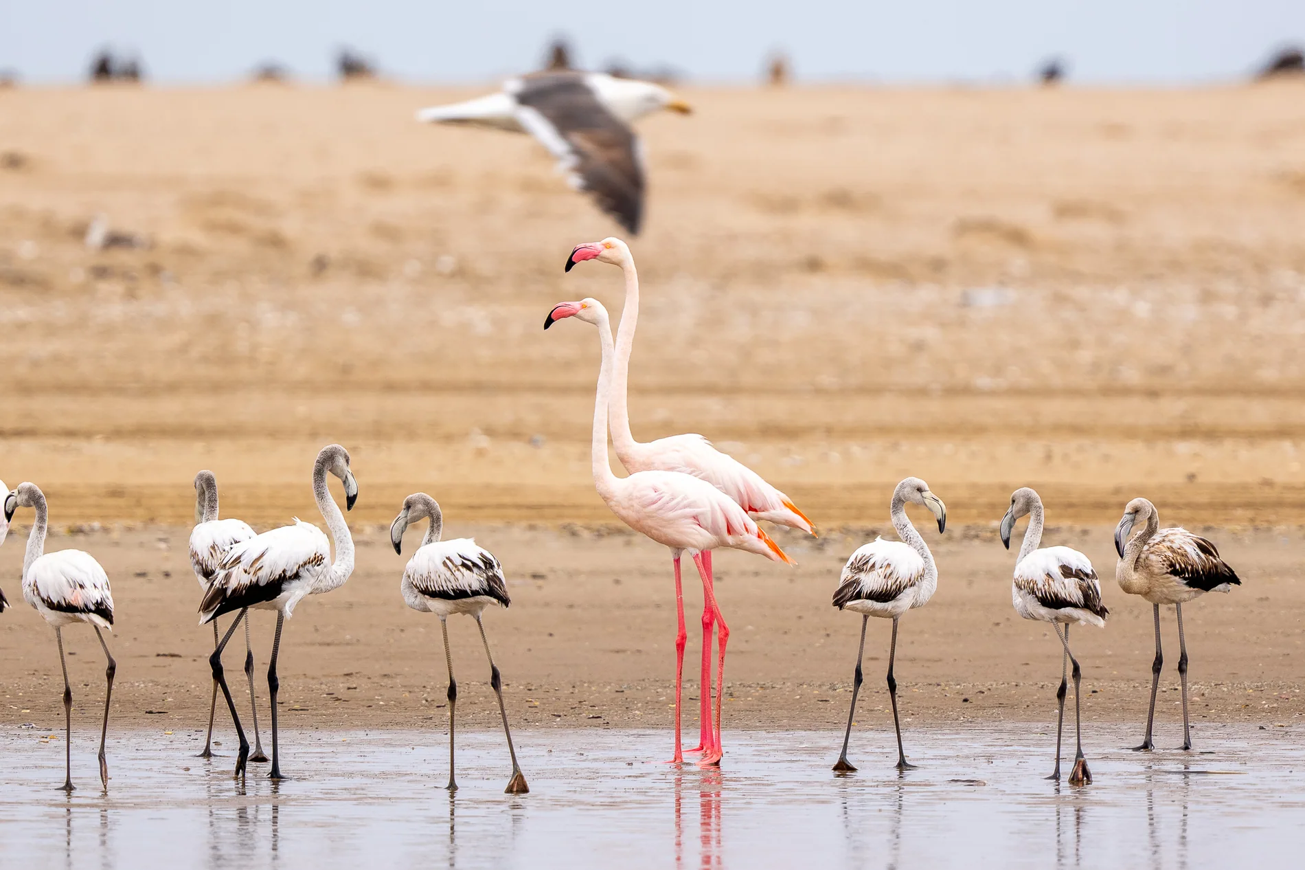 Wildlife: Flamingos · Küste · Farbe