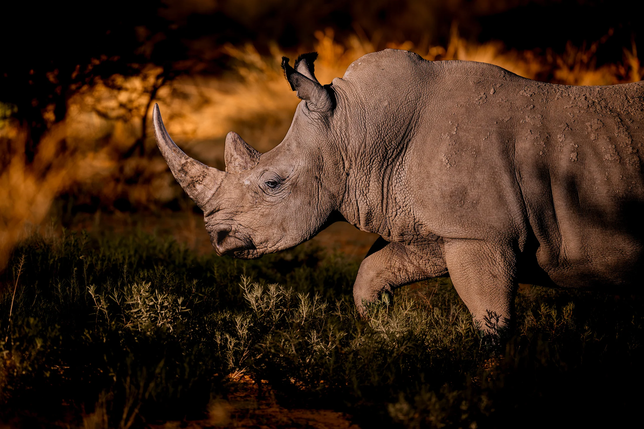 Wildlife: Namibia · Begegnungen am Weg